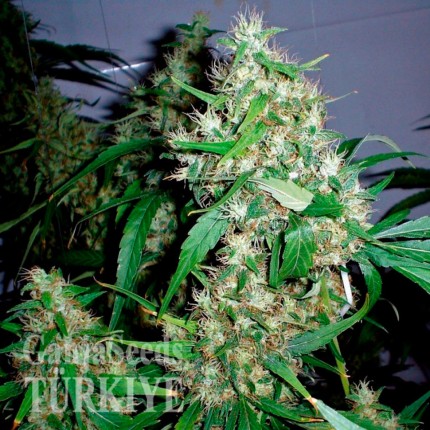 Auto Critical Kush feminised Ganja Seeds Auto Critical Kush feminised Ganja Seeds