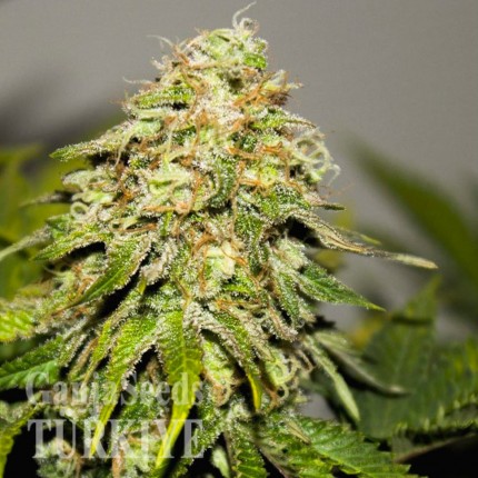 Auto Critical Kush feminised Ganja Seeds Auto Critical Kush feminised Ganja Seeds
