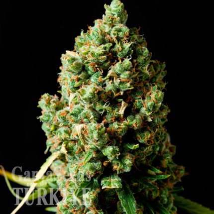 Auto Critical Kush feminised Ganja Seeds Auto Critical Kush feminised Ganja Seeds