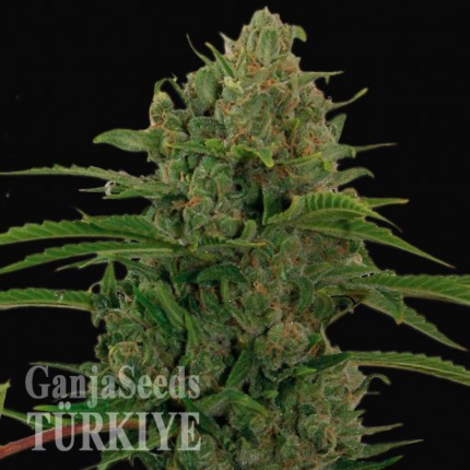 Auto Critical Kush feminised Ganja Seeds Auto Critical Kush feminised Ganja Seeds