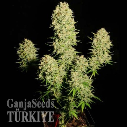 Auto Chronic feminised Ganja Seeds