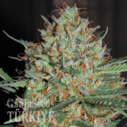 Auto White Widow CBD feminised Ganja Seeds