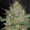 Auto White Widow CBD feminised Ganja Seeds