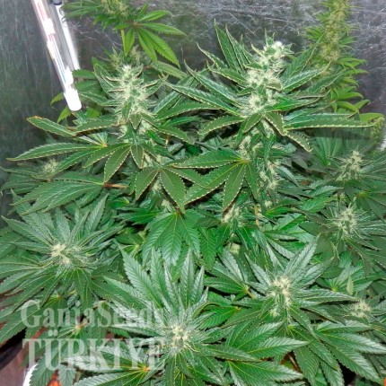 Auto White Widow CBD feminised Ganja Seeds