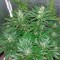 Auto White Widow CBD feminised Ganja Seeds