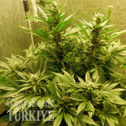 Auto White Widow CBD feminised Ganja Seeds