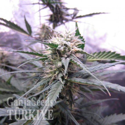 Auto White Widow CBD feminised Ganja Seeds