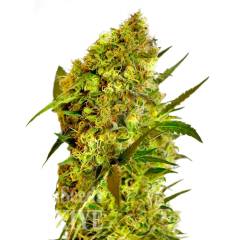 Big Devil feminised Ganja Seeds