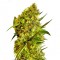 Big Devil feminised Ganja Seeds Online kenevir tohumları