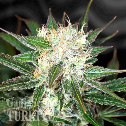 Big Devil feminised Ganja Seeds