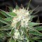 Big Devil feminised Ganja Seeds Kargo ile kenevir tohumu