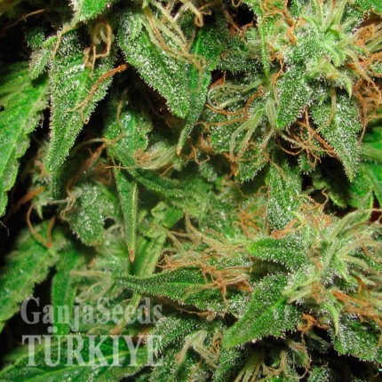 Big Devil feminised Ganja Seeds