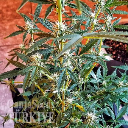 Auto New York Diesel CBD feminised Ganja Seeds Auto New York Diesel CBD feminised Ganja Seeds