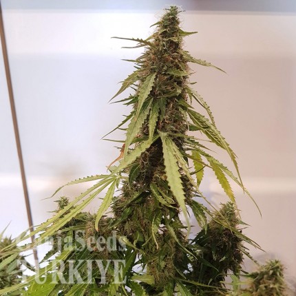 Auto New York Diesel CBD feminised Ganja Seeds Auto New York Diesel CBD feminised Ganja Seeds