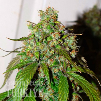Auto Daiquiri Lime feminised Ganja Seeds Auto Daiquiri Lime feminised Ganja Seeds