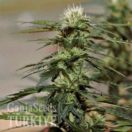 Auto Daiquiri Lime feminised Ganja Seeds Auto Daiquiri Lime feminised Ganja Seeds