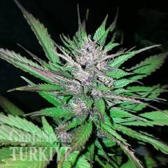 Auto Black Cream feminised Ganja Seeds