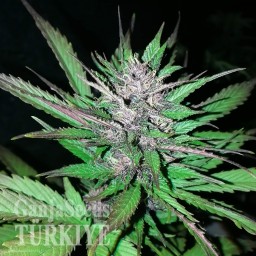 Auto Black Cream feminised Ganja Seeds