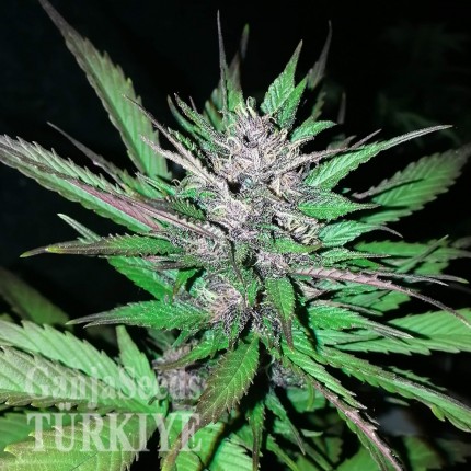 Türkiye'de eve teslim kenevir tohumu Auto Black Cream feminised Ganja Seeds Auto Black Cream feminised Ganja Seeds
