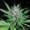 Türkiye'de eve teslim kenevir tohumu Auto Black Cream feminised Ganja Seeds