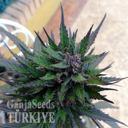 Auto Black Cream feminised Ganja Seeds GanjaSeeds internet mağazsında otomatik çiçeklenen dişileştirilmiş kenevir tohumlarını satın al Auto Black Cream feminised Ganja Seeds