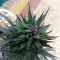 Auto Black Cream feminised Ganja Seeds GanjaSeeds internet mağazsında otomatik çiçeklenen dişileştirilmiş kenevir tohumlarını satın al