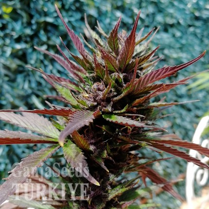 GanjaSeeds internet mağazasından kargo ile Auto Black Cream feminised Ganja Seeds Auto Black Cream feminised Ganja Seeds