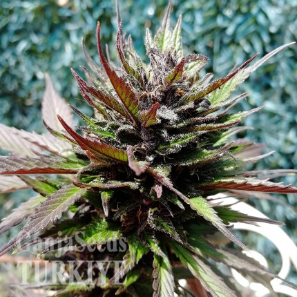 Auto Black Cream feminised Ganja Seeds Ucuz kenevir tohumu fiyatları Auto Black Cream feminised Ganja Seeds