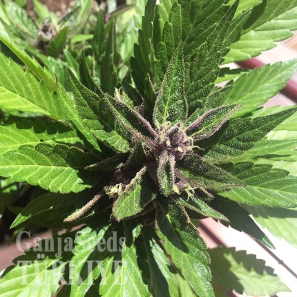 Auto Black Cream feminised Ganja Seeds Yüksek verimli kenevir tohumları Auto Black Cream feminised Ganja Seeds