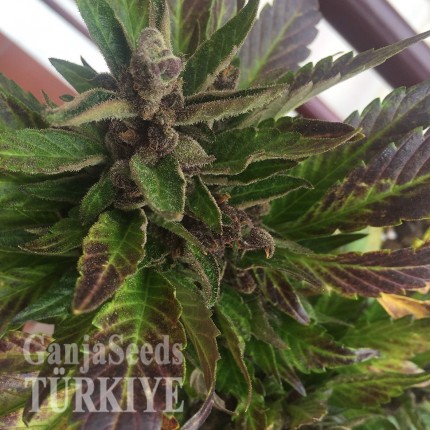 Auto Black Cream feminised Ganja Seeds Kenevir kültürü tohumları Auto Black Cream feminised Ganja Seeds