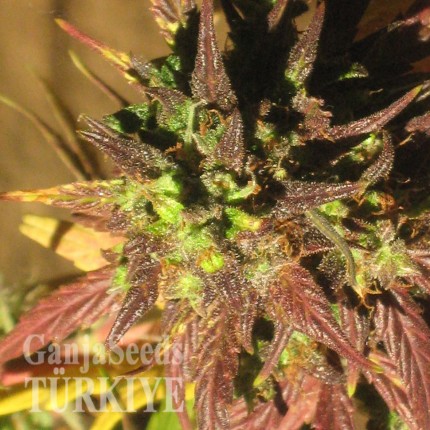 Auto Black Cream feminised Ganja Seeds Orijinal ambalajda kenevir tohumları Auto Black Cream feminised Ganja Seeds