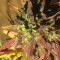 Auto Black Cream feminised Ganja Seeds Orijinal ambalajda kenevir tohumları