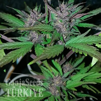 Auto Black Cream feminised Ganja Seeds Güçlü kenevir tohumları Auto Black Cream feminised Ganja Seeds
