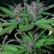 Auto Black Cream feminised Ganja Seeds Güçlü kenevir tohumları