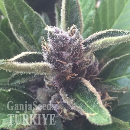 Auto Black Cream feminised Ganja Seeds Acemiler için kenevir tohumları Auto Black Cream feminised Ganja Seeds