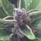 Auto Black Cream feminised Ganja Seeds Acemiler için kenevir tohumları