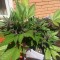 Auto Black Cream feminised Ganja Seeds Tıbbi kenevir tohumları