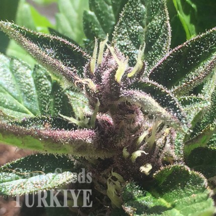 Auto Black Cream feminised Ganja Seeds Tıbbi sınıf kenevir çeşidi tohumları Auto Black Cream feminised Ganja Seeds
