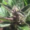 Auto Black Cream feminised Ganja Seeds Tıbbi sınıf kenevir çeşidi tohumları