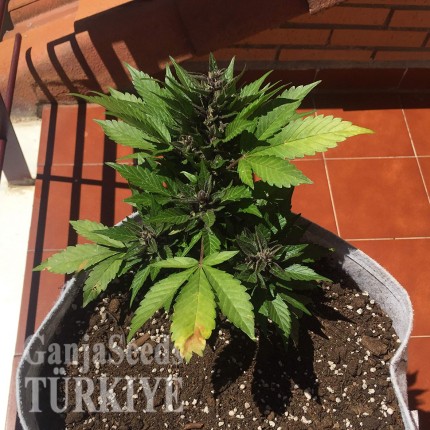 Auto Black Cream feminised Ganja Seeds Elit kenevir çeşidi tohumları Auto Black Cream feminised Ganja Seeds