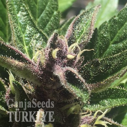 Auto Black Cream feminised Ganja Seeds Otoçiçeklenen kenevir tohumları Auto Black Cream feminised Ganja Seeds