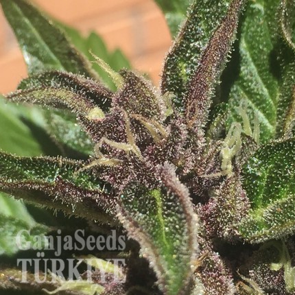 Auto Black Cream feminised Ganja Seeds Kenevir tohumları internet mağazası Auto Black Cream feminised Ganja Seeds