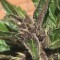 Auto Black Cream feminised Ganja Seeds Kenevir tohumları internet mağazası