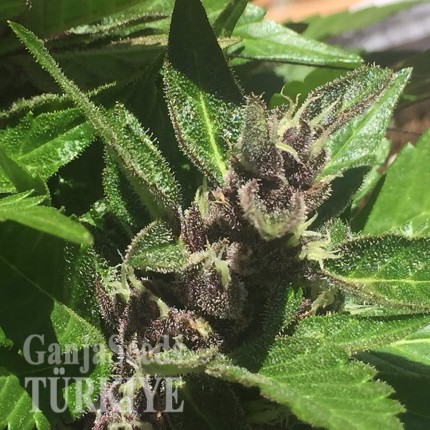 Türkiye’de Auto Black Cream feminised Ganja Seeds kenevir tohumu Auto Black Cream feminised Ganja Seeds