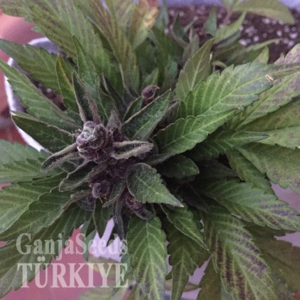 İstanbul’da Auto Black Cream feminised Ganja Seeds kenevir tohumu Auto Black Cream feminised Ganja Seeds