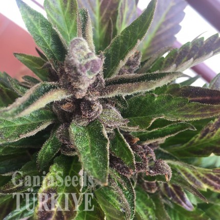Ankara’da Auto Black Cream feminised Ganja Seeds kenevir tohumu Auto Black Cream feminised Ganja Seeds