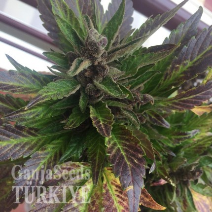 İzmir’de Auto Black Cream feminised Ganja Seeds kenevir tohumu Auto Black Cream feminised Ganja Seeds