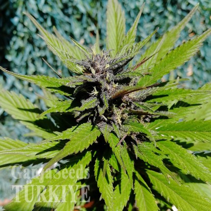 Antalya’da Auto Black Cream feminised Ganja Seeds kenevir tohumu Auto Black Cream feminised Ganja Seeds