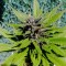 Antalya’da  Auto Black Cream feminised Ganja Seeds kenevir tohumu