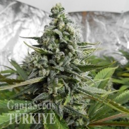 Auto Deimos feminised Ganja Seeds